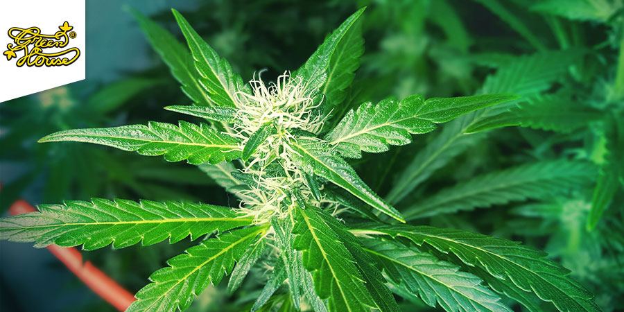 NL5 Haze Mist (Greenhouse fr&oslash;)